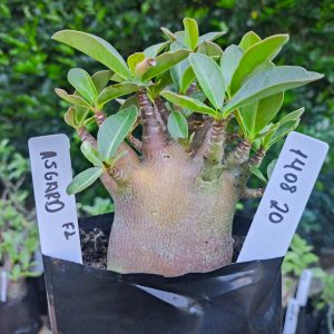 1408 20 Asgard F2 12 meses