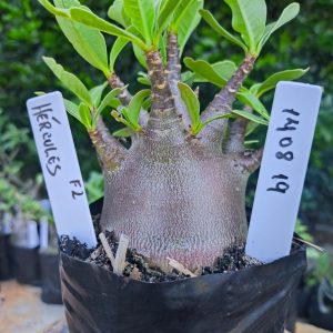 1408 19 Hercules F2 12 meses