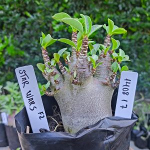 1408 17 Star Wars F2 12 meses