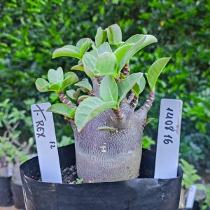 1408 16 T-rex F2 12 meses