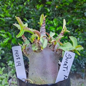 1408 14 Dugati F2 12 meses