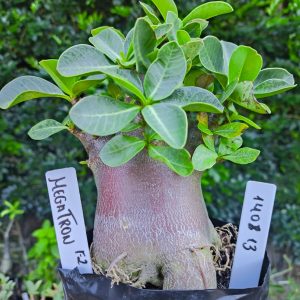 1408 13 Megatron F2 12 meses