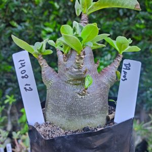 1408 12 Tanos F2 12 meses