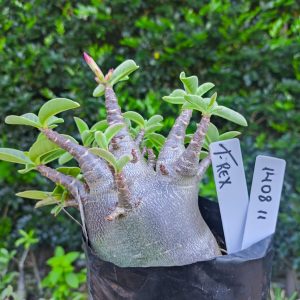 1408 11 T-rex F2 12 meses