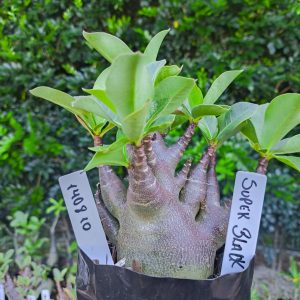 1408 10 Super Black F2 12 meses