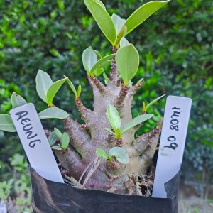 1408 09 Aeung F2 12 meses