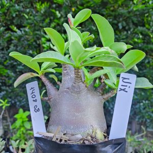 1408 08 Nix F2 12 meses