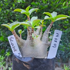 1408 07 Ragnarok F2 12 meses