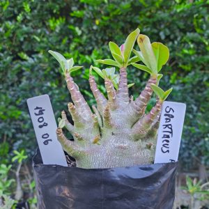 1408 06 Spartacus F2 12 meses