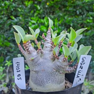 1408 05 Godzilla F2 12 meses