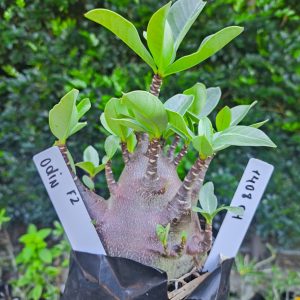 1408 04 Odin F2 12 meses