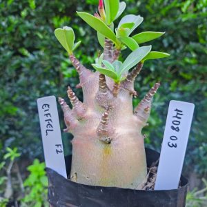 1408 03 Eiffel  F2 12 meses