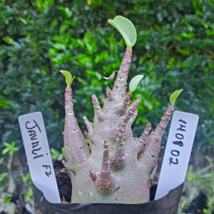 1408 02 Javali F2 12 meses