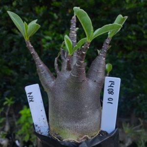 1408 01 Nix F2 12 meses