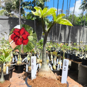 1308 43 Rosa do Deserto Variegata 500