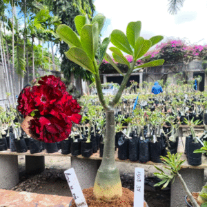 1308 38 Rosa do Deserto Amor de Mãe