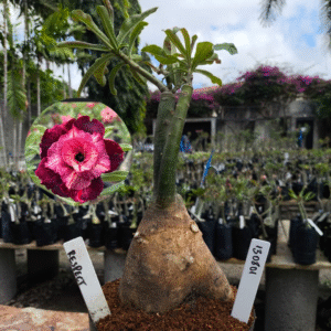 1308 01 Rosa do Deserto Respect