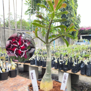 1308 05 Rosa do Deserto Akachi