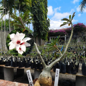 1308 06 Rosa do Deserto  A Thousand Years