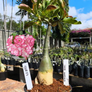 1308 07 Rosa do Deserto Chibi Maruko