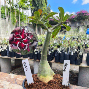 1308 11 Rosa do Deserto Akachi