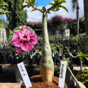 1308 13 Rosa do Deserto Florent