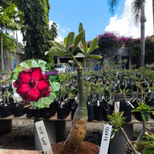 1308 17 Rosa do Deserto Red Variegata