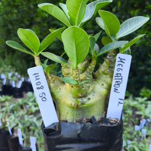 1408 50 Megatron F2 12 meses