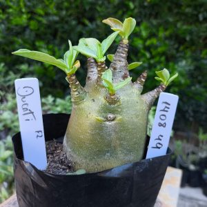 1408 49 Dugati F2 12 meses