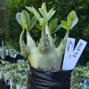 1408 46 Tyson F2 12 meses