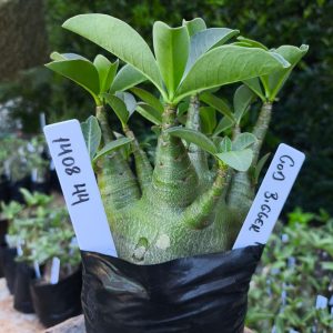 1408 44 God Bigger F2 12 meses