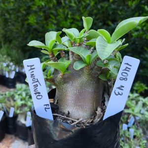 1408 43 Minotauro F2 12 meses