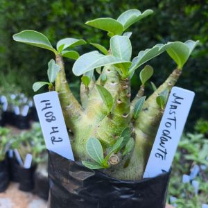 1408 42 Mastodonte F2 12 meses