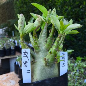 1408 41 Fat Boy F2 12 meses