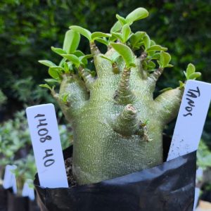 1408 40 Tanos F2 12 meses