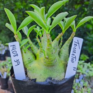 1408 39 Triceratop F2 12 meses