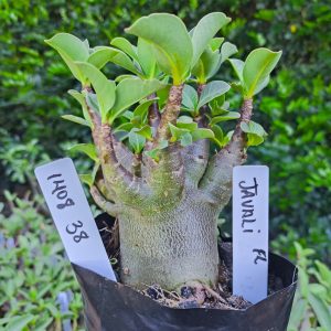 1408 38 Javali F2 12 meses