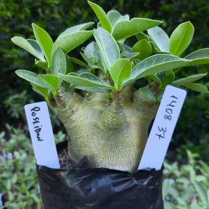 1408 37 Poseidon F2 12 meses