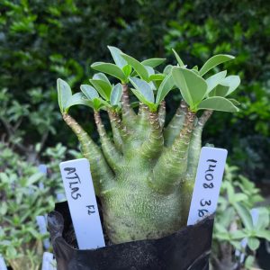 1408 36 Altas F2 12 meses