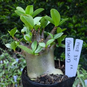 1408 35 Darkseid F2 12 meses