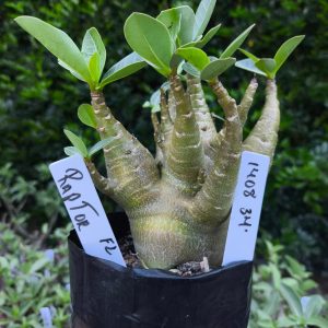 1408 35 Raptor F2 12 meses