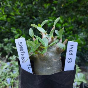 1408 33 Spartacus F2 12 meses