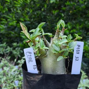 1408 32 Czar F2 12 meses