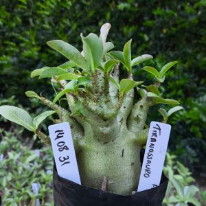 1408 31 Tiranossauro F2 12 meses