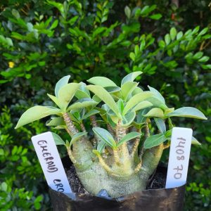 1408 70  Arabicum Emerald Crow F2 12 meses