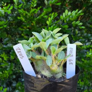 1408 68  Arabicum Zeus F2 12 meses