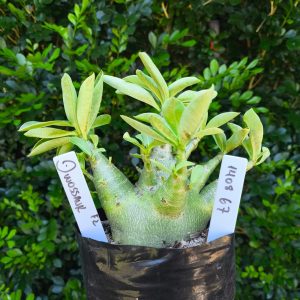 1408 67  Arabicum Dinossaur F2 12 meses