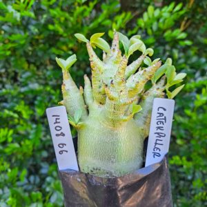 1408 66  Arabicum Caterpillar F2 12 meses