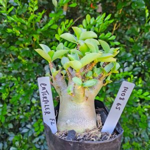 1408 65  Arabicum Caterpillar F2 12 meses