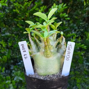 1408 62  Arabicum Torpedo F2 12 meses